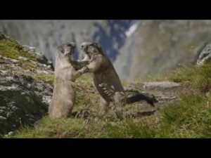 100 Jahre Schenkung Albert Wirth – Pionier des Nationalpark Hohe Tauern