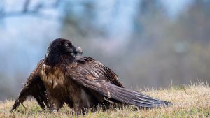 Birdwatching: Freilassung von Bartgeier Lea im Nationalpark Hohe Tauern
