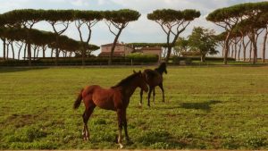 Tenuta Guado al Tasso - Bolgheri