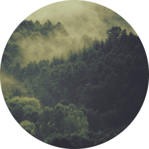 trees 3