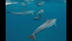 Malediven Februar 2018 / Coco Palm Dhuni Kolhu