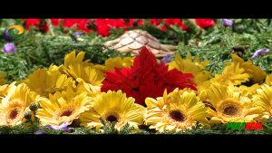 Abertura da Festa da Flor - Ilha da Madeira 2017