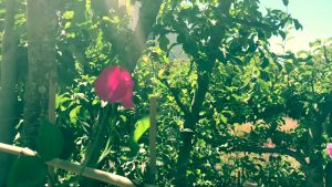 SAMARES  MANOR,  St Helier