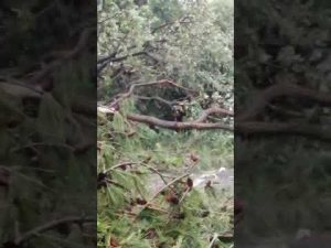 Tromba d'aria Numana , tedeschi salvati da un ucraino sotto un pino protetto dallo stato