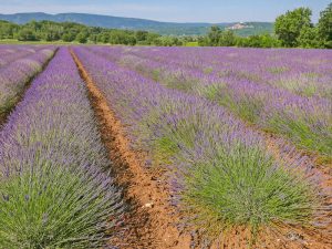 coquillade-village7 3