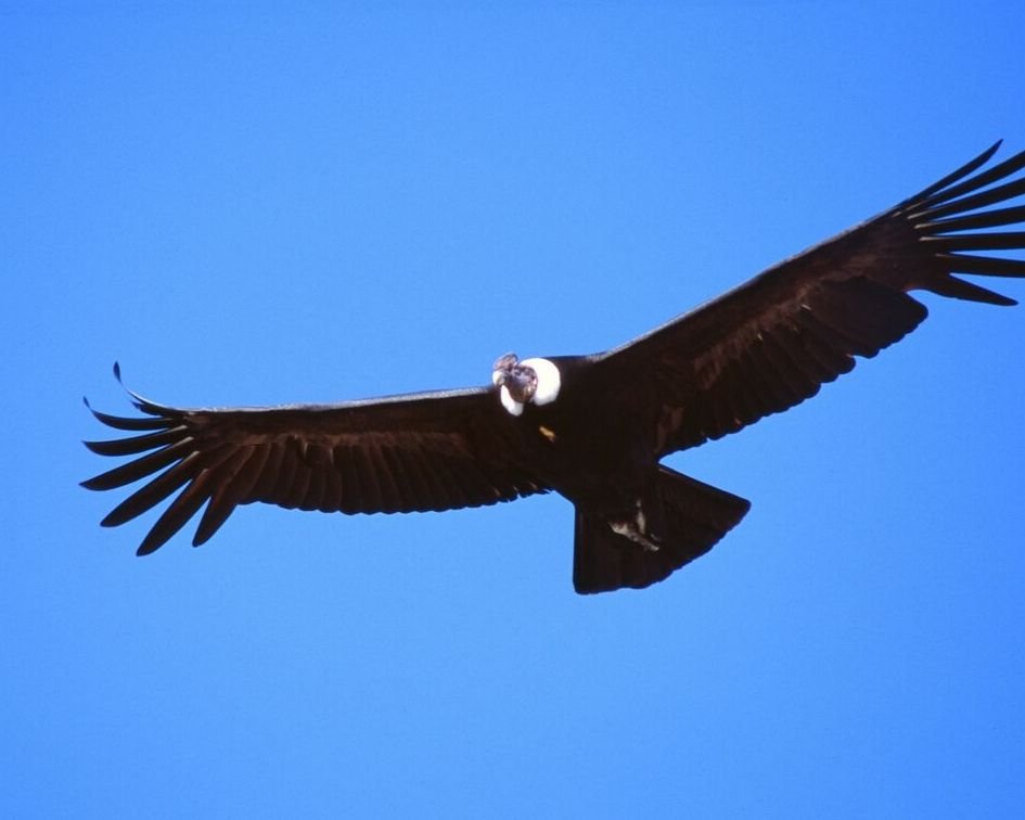 Thomas Cook Insolvenz