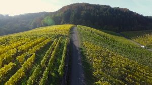 Drone Flight #15  | Mosel im Herbst