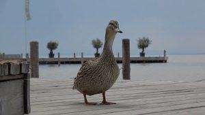 Pannonischer Frühling - Neusiedler See Tourismus