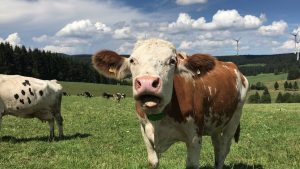 Black Forest (Schwarzwald) | GERMANY | 4K | By Drone