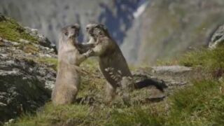 100 Jahre Schenkung Albert Wirth – Pionier des Nationalpark Hohe Tauern Tauernsuites Mitterwirt, ab 109 € – 3 Tage Kurzurlaub mit Kindern in Piesendorf mit Übernachtung in den Tauernsuites Mitterwirt inkl. Nationalpark Hohe Tauern Sommercard & WLAN