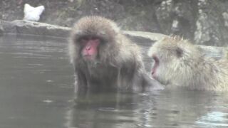 Schneeaffen baden heiße Quelle in Japan snow monkey in japan 長野県渋温泉 地獄谷野猿公苑 Erlebnisreise durch Japan, ab 2595 € – 11-tägige Erlebnisreise durch Japan inkl. Tokio mit Highlights alte Kaiserstadt Kyoto, Schnee-Affen von Jigokudani, UNESCO-Welterbestätte Shirakawago & Transfers und Flügen