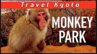 Iwatayama Monkey Park Kyoto - Japan SNOW MONKEYS! Erlebnisreise durch Japan, ab 2595 € – 11-tägige Erlebnisreise durch Japan inkl. Tokio mit Highlights alte Kaiserstadt Kyoto, Schnee-Affen von Jigokudani, UNESCO-Welterbestätte Shirakawago & Transfers und Flügen