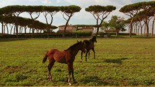 Tenuta Guado al Tasso - Bolgheri Camping Village Park Albatros, ab 280 € – 7 Tage San Vincenzo / Toskana im 4* Camping Village Park Albatros inkl. Halbpension
