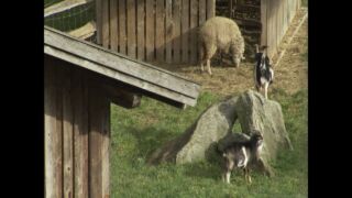 Video zum Tourismusaward Bayerischer Wald 2010 Familotel Schreinerhof, ab 726 € – 7 Tage Schönberg im Bayerischen Wald im 4* Familotel Schreinerhof inkl. All Inclusive Verpflegung