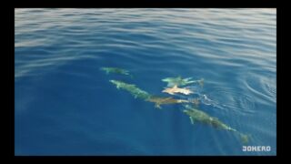 Delfine in Kroatien – Drohnenvideo Family Hotel Vespera, ab 428 € – 7 Tage Familienurlaub auf der Insel Losinj / Kroatische Inseln im 4* Family Hotel Vespera inkl. Halbpension