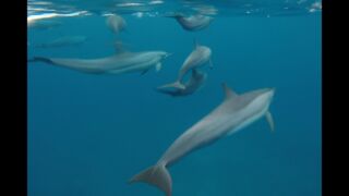 Malediven Februar 2018 / Coco Palm Dhuni Kolhu Coco Palm Dhuni Kolhu, ab 3.124 € – 14 Tage Baa Atoll / Maledivien im 4* Coco Palm Dhuni Kolhu inkl. All Inklusive, Transfer & Flügen