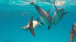 Sataya Reef : Marsa Alam Tours : April 2018 Labranda Sataya Marsa Alam, ab 639 € – 7 oder 14 Tage Marsa Alam / Ägypten im 5* Labranda Sataya Marsa Alam ( Neueröffnung 2020 ) inkl. All Inclusive , Transfer & Flügen