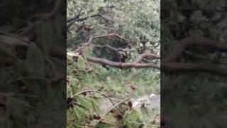 Tromba d'aria Numana , tedeschi salvati da un ucraino sotto un pino protetto dallo stato Unwetter Adria, Heftige Unwetter wüten entlang der Adriaküste