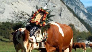 Almabtrieb am Achensee Ferienwohnungen am Achensee, ab 66 € / Woche – Ferienhäuser & Ferienwohnungen am Achensee in Tirol online buchen