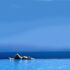 ab 838 € – 7 Tage Costa Adeje / Teneriffa im 4* Hotel Riu Arecas inkl. Halbpension, Infinity Pool, Transfer & Flug